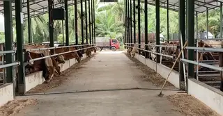 কোরবানির ঈদ সামনে রেখে মালয়েশিয়ায় জমে উঠেছে পশুর হাট, বাড়ছে প্রবাসীদের ভিড়